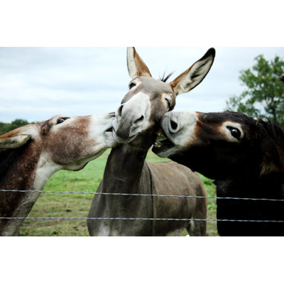 " Biting Donkeys " by Jbryson