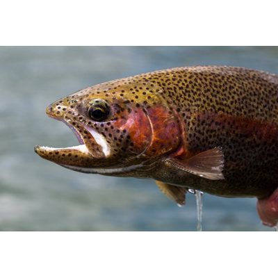" Rainbow Trout "