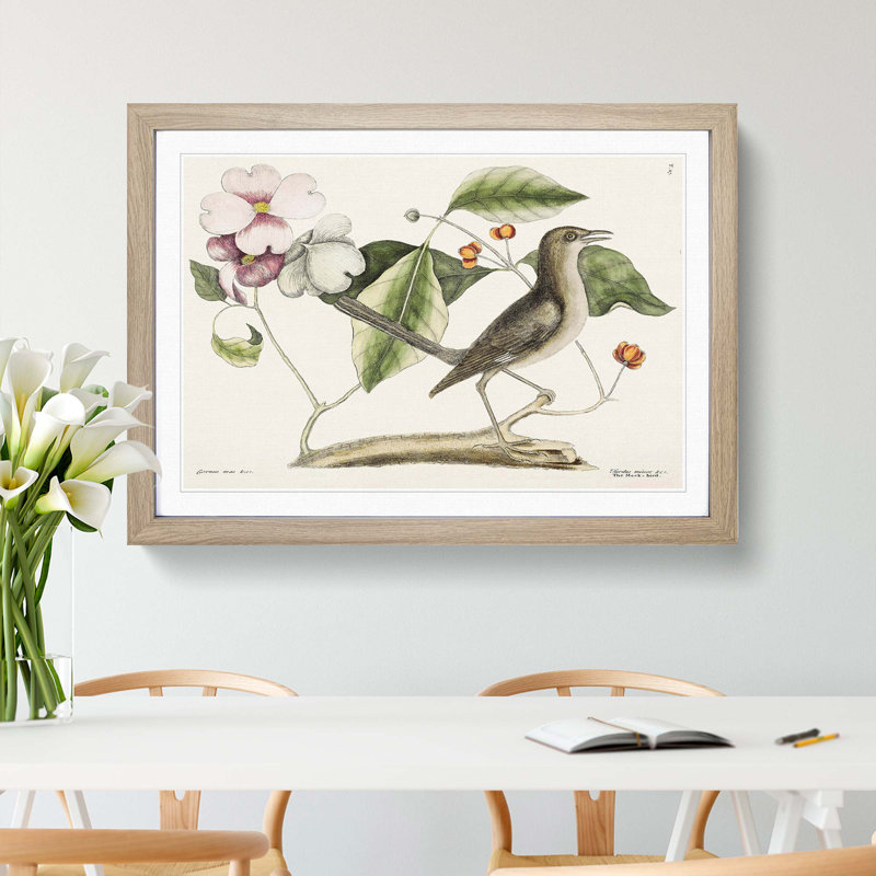 Mockingbird by Mark Catesby - Framed Print, 62cm H x 87cm W x 2cm D, Oak Framed