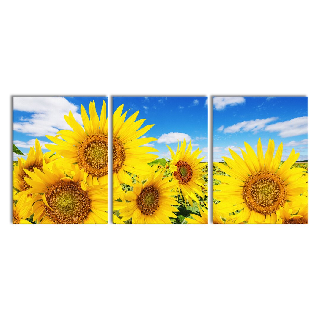 3-tlg. Leinwandbilder-Set Sonnenblumenwiese unter Himmel