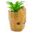 6'' Plant