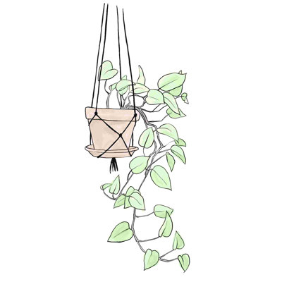 Plante suspendue