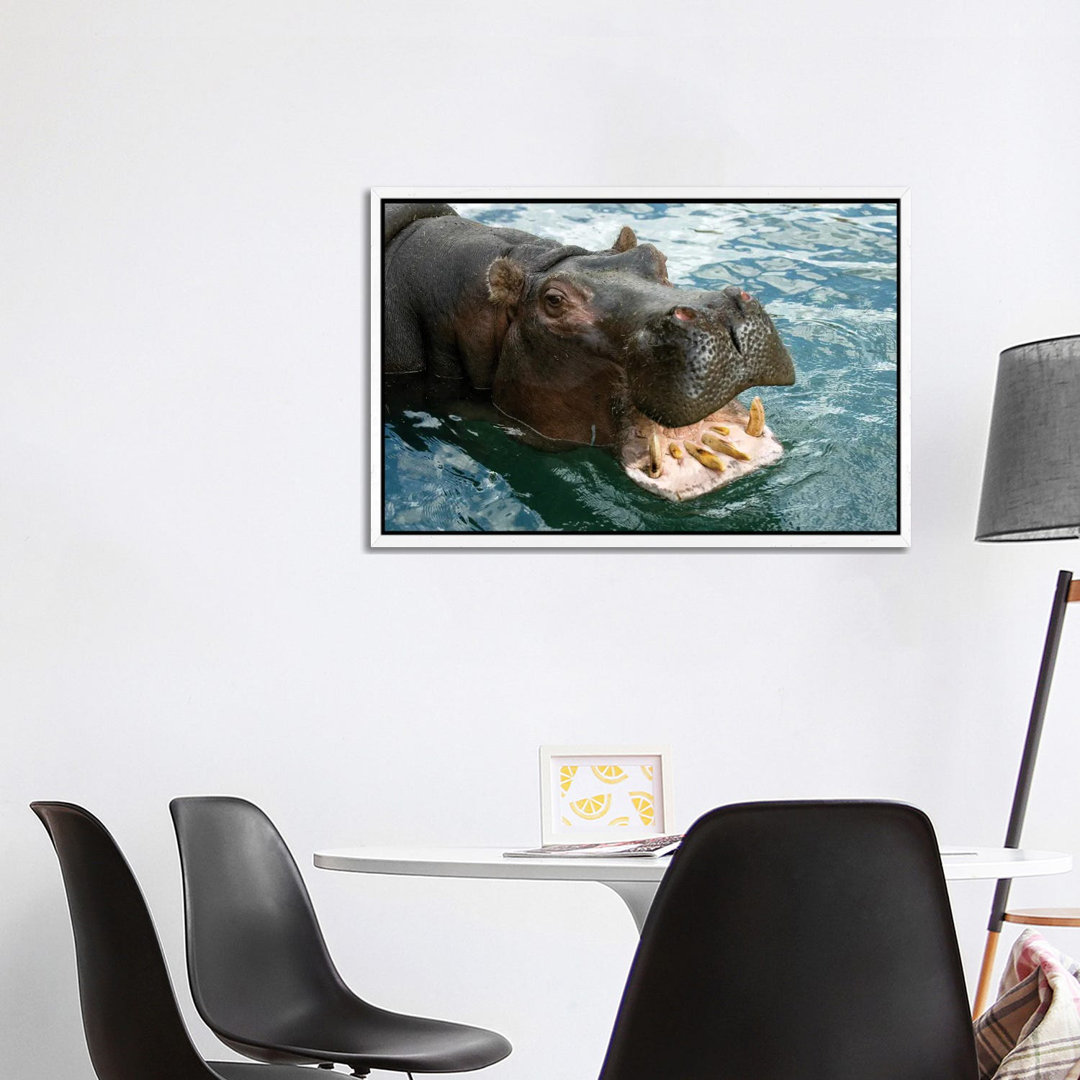 A Hippopotamus Bares Its Teeth At The Sedgwick County Zoo von Joel Sartore - Gallery-Wrapped Canvas Giclée on Canvas