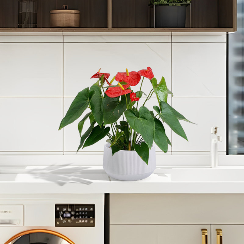 Pot de fleurs en céramique