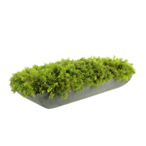 Moss Arrangement In Fiberstone Planter