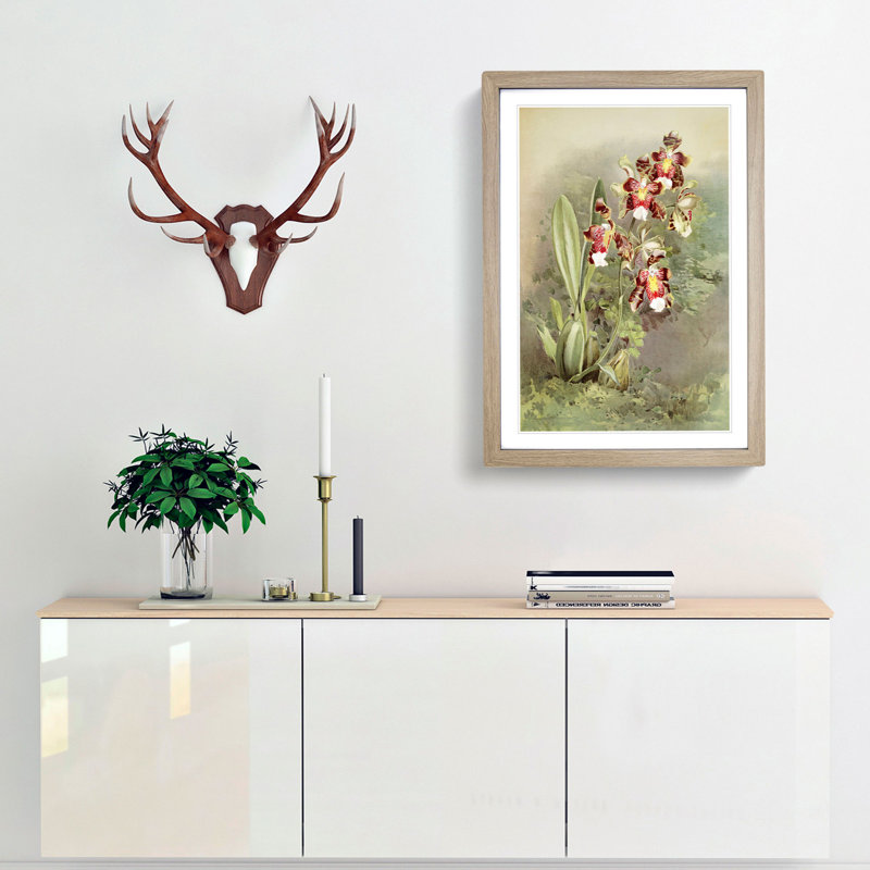 Magnolia Flowers Illustration Tab. 49 by Frederick Sander - Picture Frame Painting Print, Oak, 50cm H x 35cm W x 2cm D