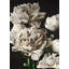Pivoines beiges - Toile encadrée pour une décoration intérieure élégante