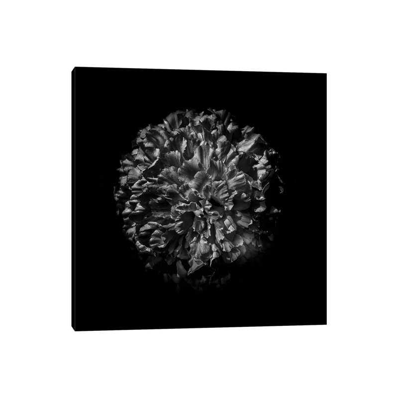 Black And White Mum V by Brian Carson - Wrapped Canvas Print, 66.04 cm H x 66.04 cm W x 3.175 cm D