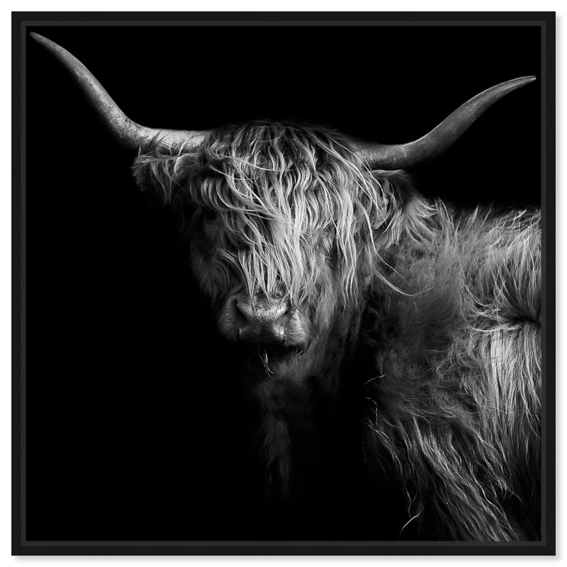Realistic Black And White Highland Cow Photography Print by Oliver Gal, 31" H x 31" W, Black Floater Framed