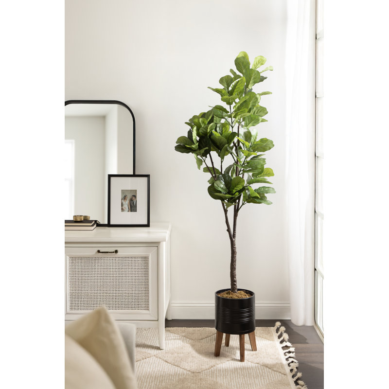 Figuier à figuier avec pot Gavri, 70.87" x 27.56", Black