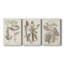 Antique sépia botanicals VI - Toile tendue avec châssis sur mesure - 3 pièces-1020383036