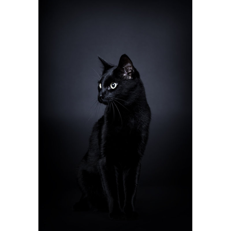 Cat by D-Keine - No Frame Print on Canvas, 91cm H x 61cm W