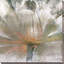 «Lily Light», reproduction-30118227-30897977