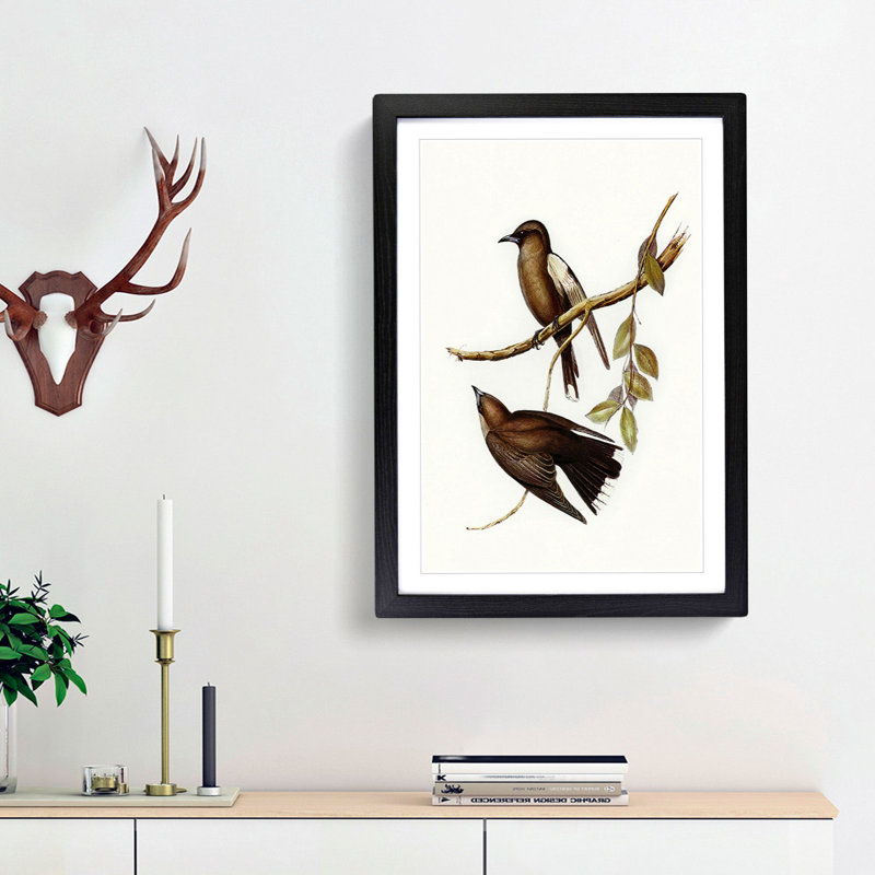 Grey-Breasted Wood swallows by Elizabeth Gould - Picture Frame Painting Print, Black Framed, 36cm H x 27cm W x 2cm D