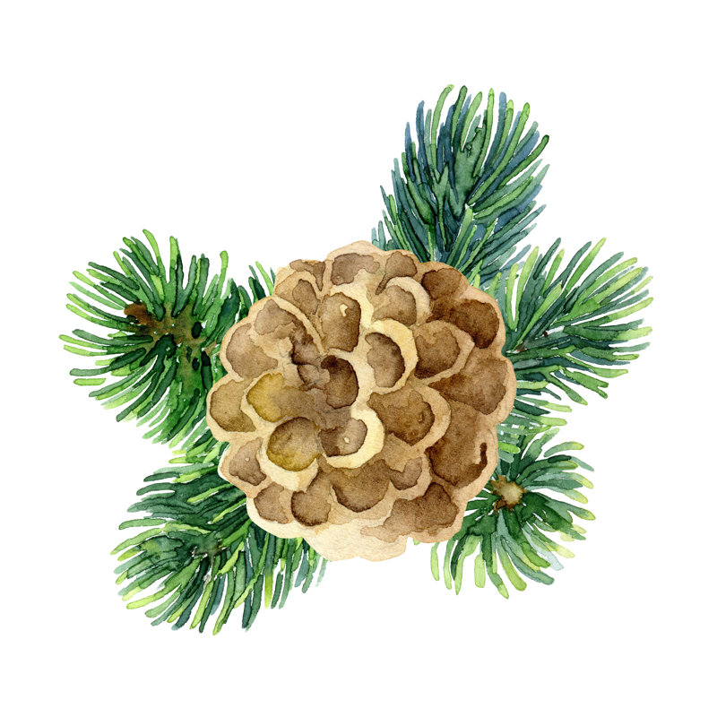 Cone Plant - Wrapped Canvas Painting, 30cm H x 30cm W x 3.8cm D