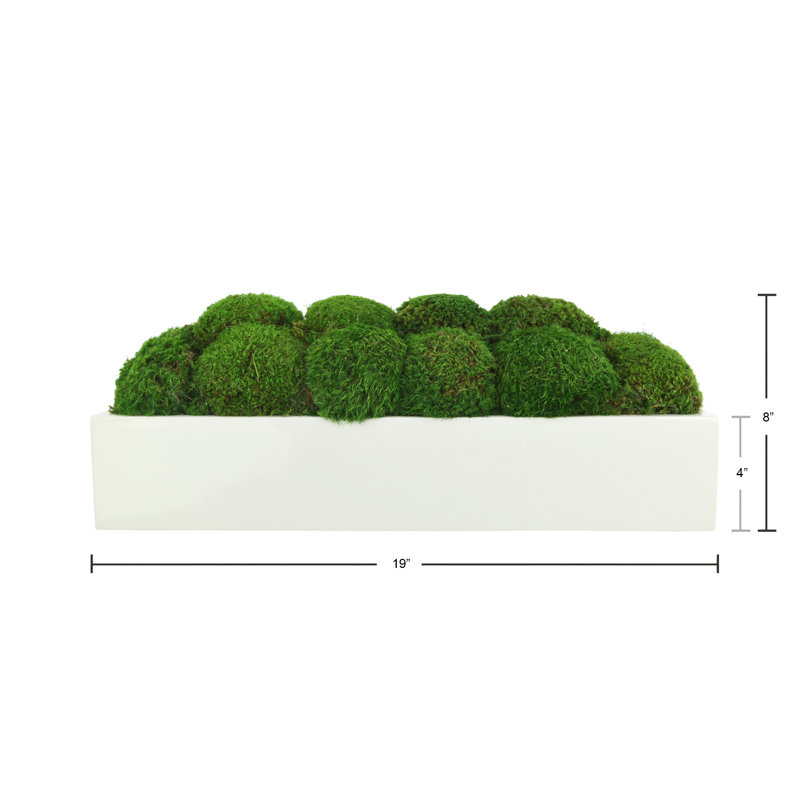 Nature's Nostalgia Moss Plant in Fiberstone Planter, 8'' H x 19'' W x 8'' D, White