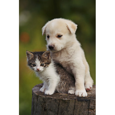 Cute Puppy And Kitten On The Grass Outdoor; by Dixi - Wrapped Canvas Print