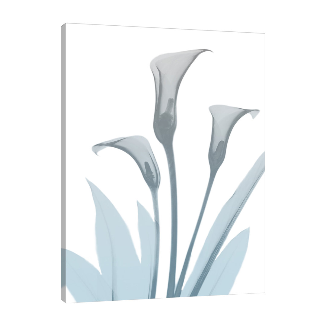 Serene Calla Lily 2 - Wrapped Canvas Print