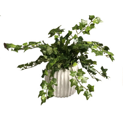 Mini Ivy in Haven White Planter (Set of 3)