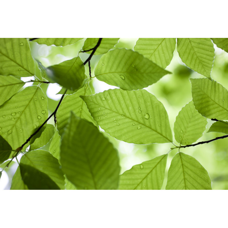 Fresh Leaves - Wrapped Canvas Print, 30cm H x 46cm W x 3.8cm D