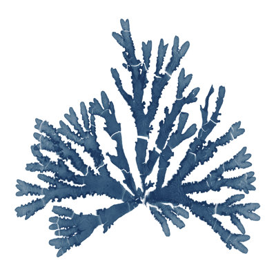 Mousses de la mer du Pacifique - bleu sur blanc IV