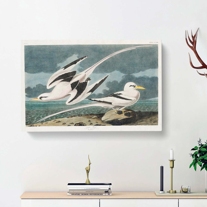 Tropicbirds by John Audubon - Wrapped Canvas, 40cm H x 60cm W x 3cm D