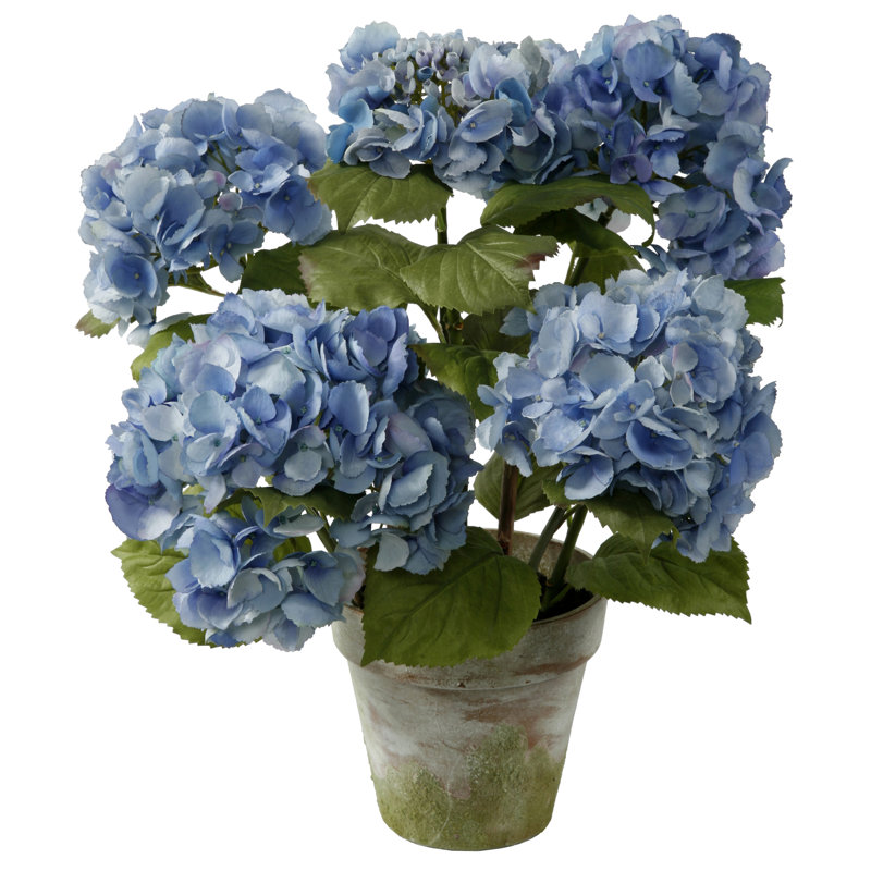 Hydrangea Floral Arrangement in Terracotta Pot, Light Blue
