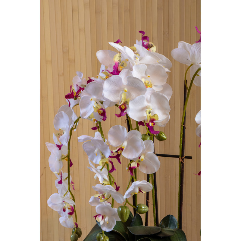 Orchid Arrangement in Pot