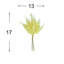 Fern Bundle (Set of 2)-214120562