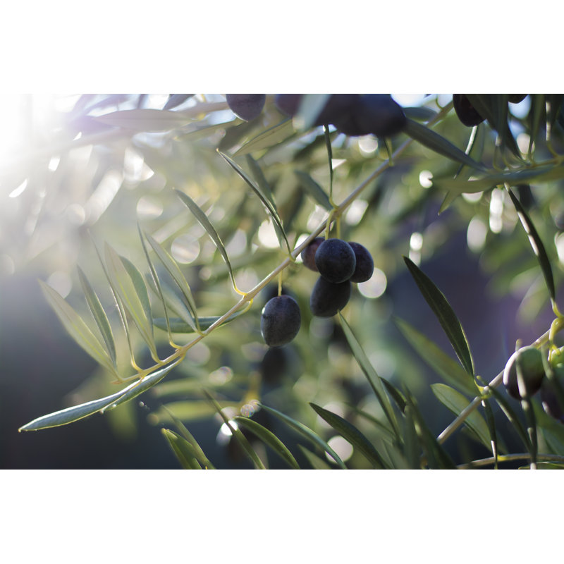 " Olive Tree ", 12" H x 18" W x 1.25" D