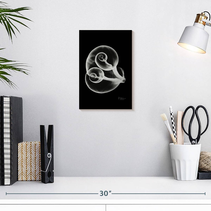 Aletra Conjoined Shells, 12" H x 8" W