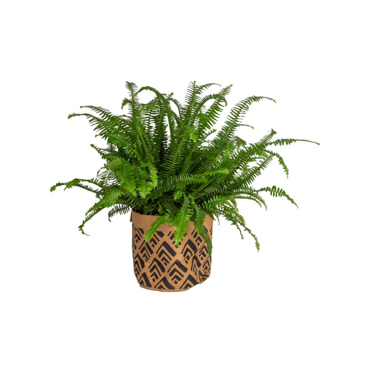 Stand Mixer Full Cover. Large Ferns 