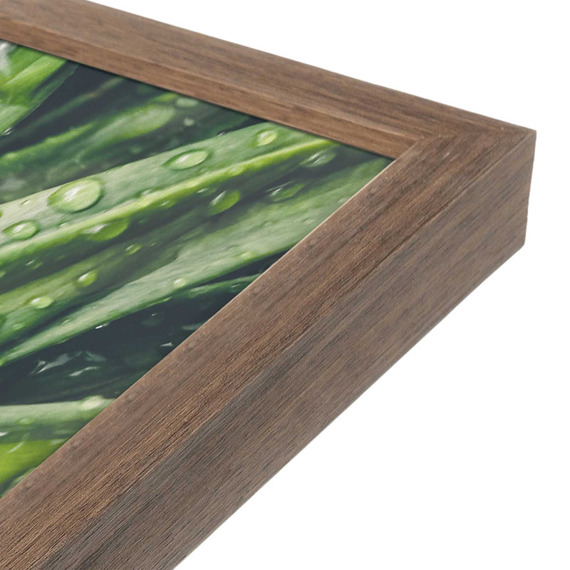 «Dew Drop Succulent» par Susan Ball, reproduction d'art, Brun, 18 W x 24 H, Impression encadrée
