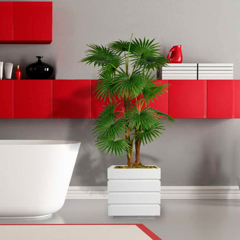 Panama 54 " H Faux Palm Tree in Fiberstone Planter, White