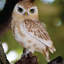 Statue hibou on souches
