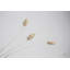 «Grass Study Color» par Nathan Larson, photographie-820712327-852304506