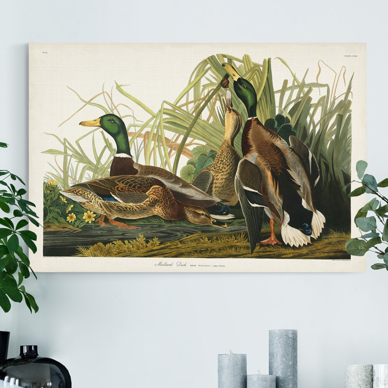« Pl 221 Mallard Duck », reproduction d’art sur toile tendue, H 48 po x l 32 po x P 1 po