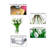 Tulip Arrangement in Vase