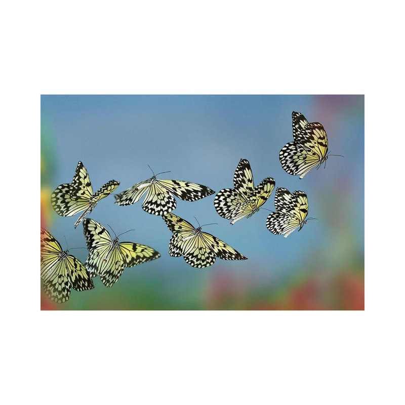 Paper Kite Butterflies Flying, Philippines by Tim Fitzharris - Print on Canvas, Wrapped Canvas, 20.32 cm H x 30.48 cm W