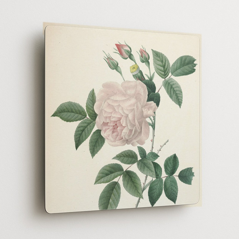 Rosa Indica / Grande Indienne (vers 1817) — Art mural carré en métal, 8" H x 8" W