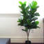 Figuier artificiel en pot-33614420