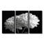 Monochromes blanc noir, «Mums Botanical Beauty I», ensemble de reproductions d'art mural-1323989628-1323989625