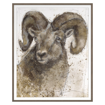 Bighorn Sheep 1 Framed Print by Maeve Harris