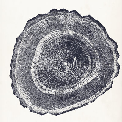 Anneau d'arbre III