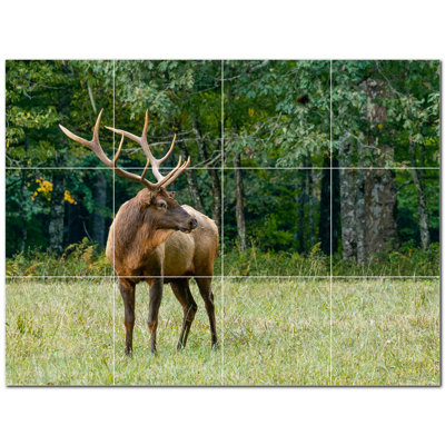 Cerf photo 6 x 6