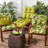 Lester Outdoor Chair Cushion-92145722-92145761-124654057