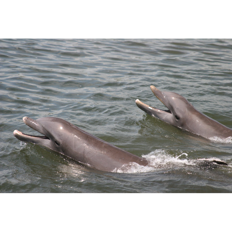 Bottlenose Dolphins - Wrapped Canvas Print, 20cm H x 30cm W x 3.8cm D