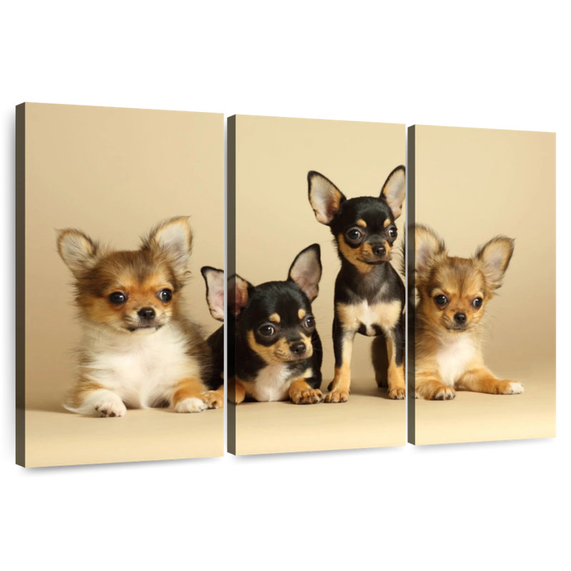 Brampt adorables chihuahua, H 20 po x l 33 po