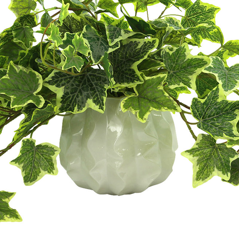 Plante de 13 po
