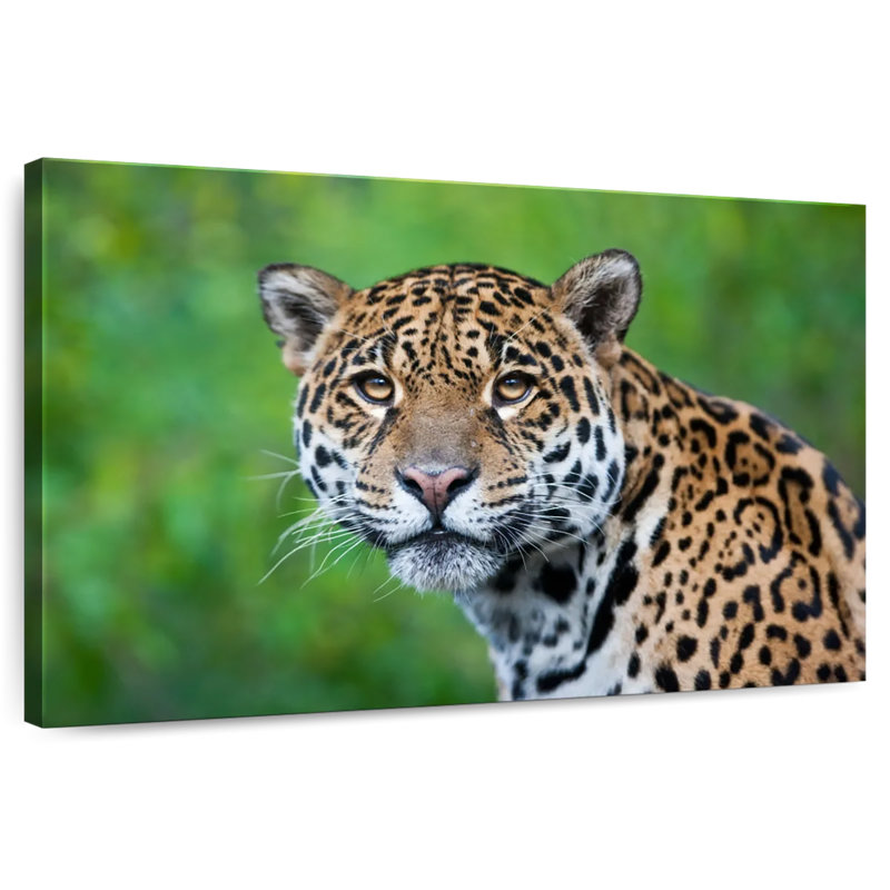 Jaguar Gaze
